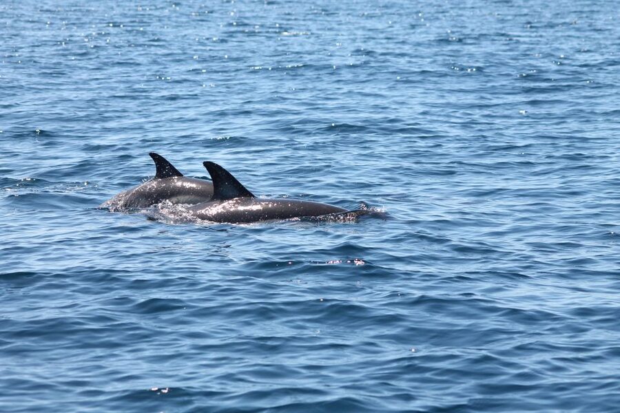 Portimão: 2-Hour Dolphin Watching Boat Tour - Leaving Portimão for the open water