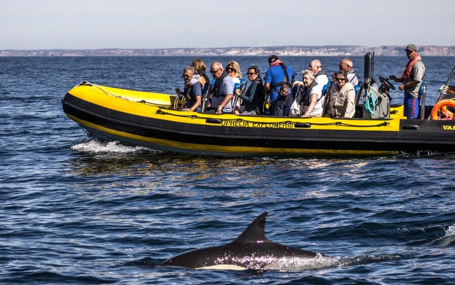 Portimão: 2-Hour Dolphin Watching Boat Tour - Benagil Caves after the dolphin search