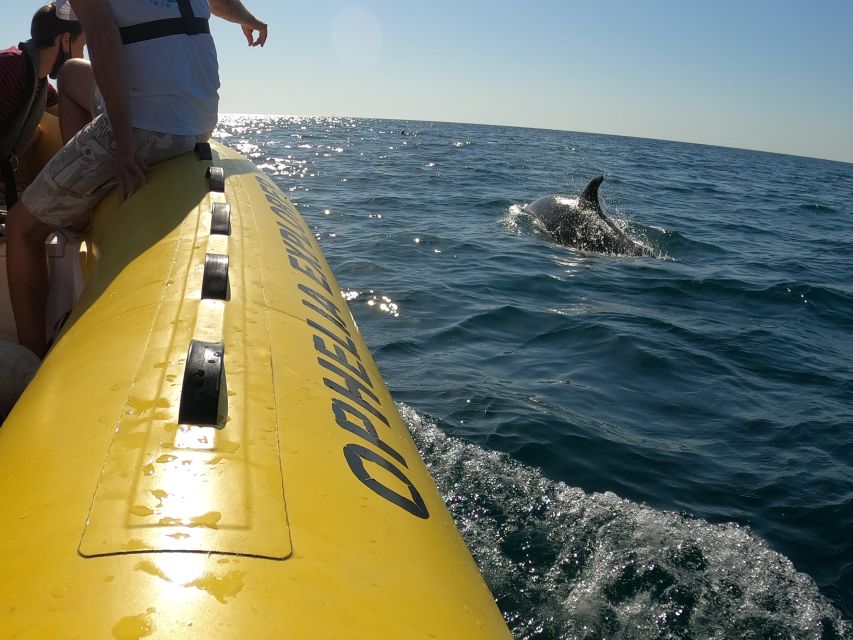Portimão: 2-Hour Dolphin Watching Boat Tour - Guides, languages, and the human side of the trip