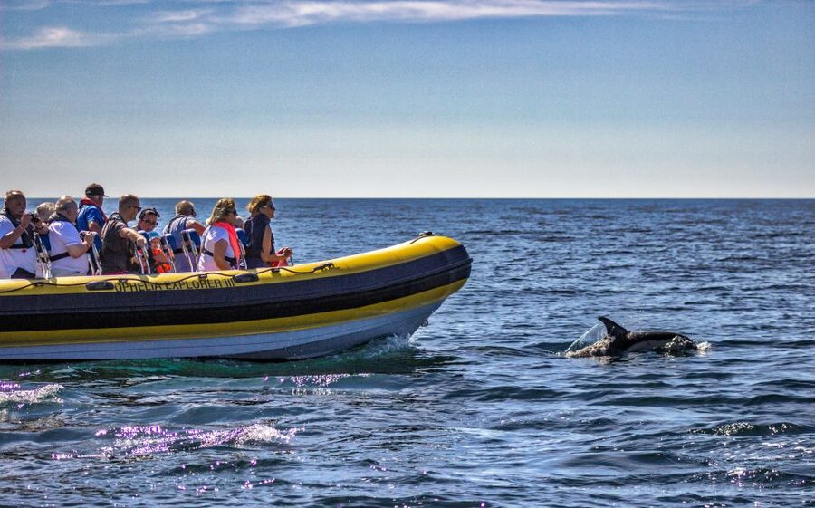 Portimão: 2-Hour Dolphin Watching Boat Tour - Is $53 good value for two hours?