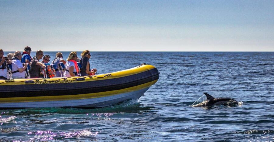 Portimão: 2-Hour Dolphin Watching Boat Tour - Final decision: book it for variety, not certainty