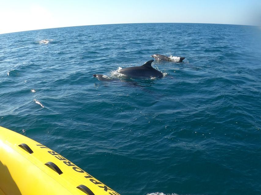 Portimão: 2-Hour Dolphin Watching Boat Tour - Searching for dolphins off the Algarve coast
