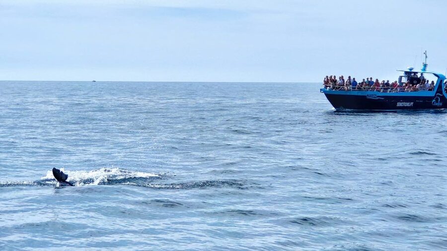 Portimão: Benagil Caves & Dolphins Watching with Biologist - What this Portimão boat trip actually delivers