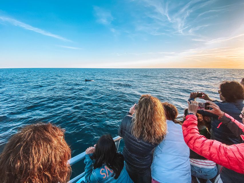 Portimão: Benagil Caves & Dolphins Watching with Biologist - Why the marine biologist changes the experience