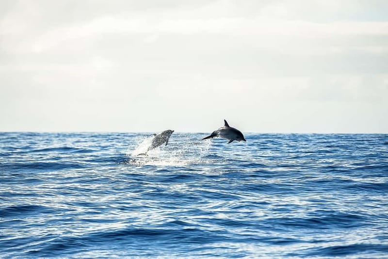 Portimão: Benagil Caves Speed Boat Tour with Sunset Option - Who should book this Portimão boat tour?