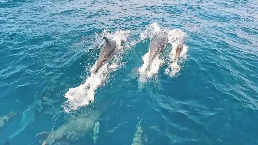Portimão: Benagil Sea Caves Speedboat Adventure Tour - What the fast ride feels like