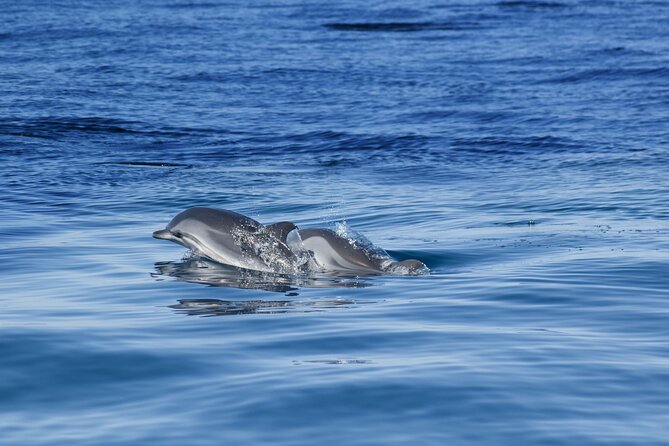 Portimão:Embark on Nature•Benagil and Dolphins•Biologist on board - Alfanzina Lighthouse and Praia da Marinha