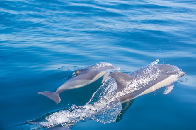 Portimão:Embark on Nature•Benagil and Dolphins•Biologist on board - The boat, seating, and comfort