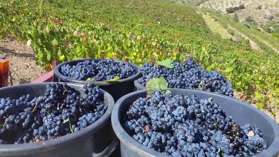 Porto: Douro Valley Tour with 2 Wineries, Lunch and Cruise - A winery lunch in Sabrosa
