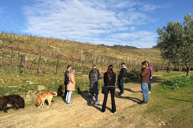 Premium Douro Valley Small-Group Tour, Wine Tasting, Lunch & Boat - Why this Douro Valley tour works so well from Porto
