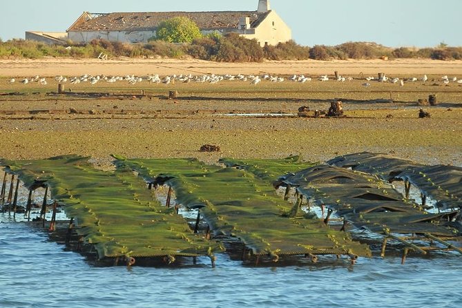 Ria Formosa - Boat trip to the 3 Islands: Armona | Culatra Island | Lighthouse - What the guide adds, and what may be missing