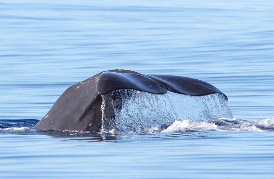 São Miguel Azores: Half-Day Whale Watching Trip - Key points before you book