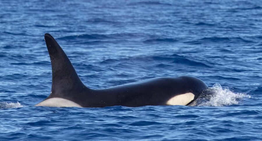 São Miguel Azores: Half-Day Whale Watching Trip - FAQ