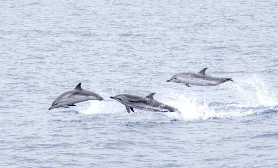 São Miguel Azores: Half-Day Whale Watching Trip - Catamaran comfort or speedboat excitement