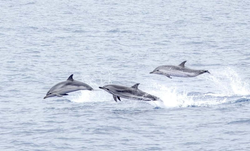 São Miguel Azores: Half-Day Whale Watching Trip - Following the lookout’s signal into open water