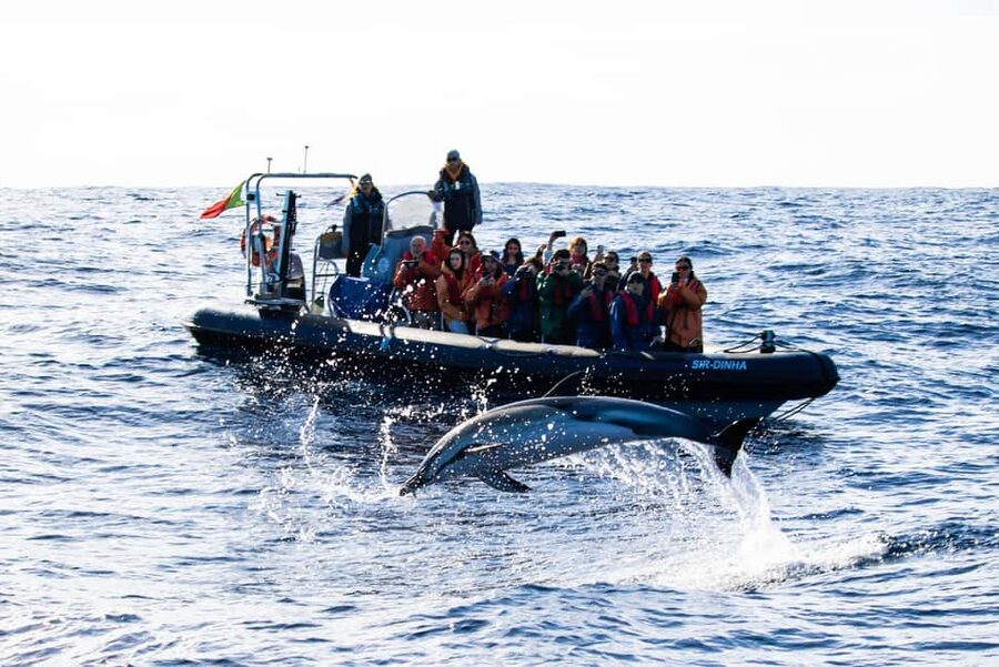 São Miguel Azores: Half-Day Whale Watching Trip - The return along São Miguel’s volcanic coast