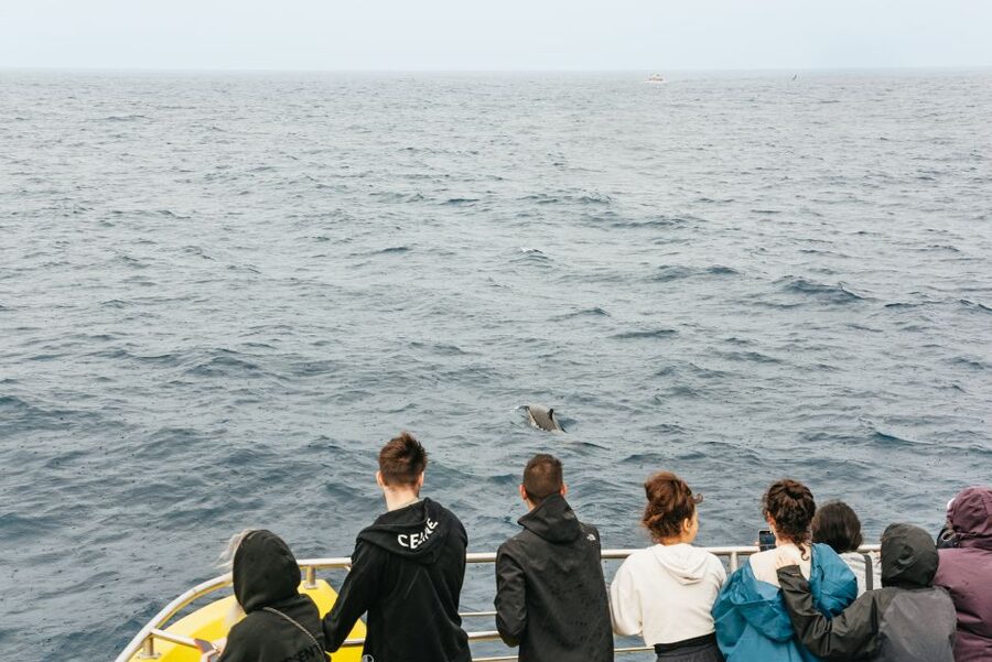 São Miguel Azores: Half-Day Whale Watching Trip - Is $74 a fair price?