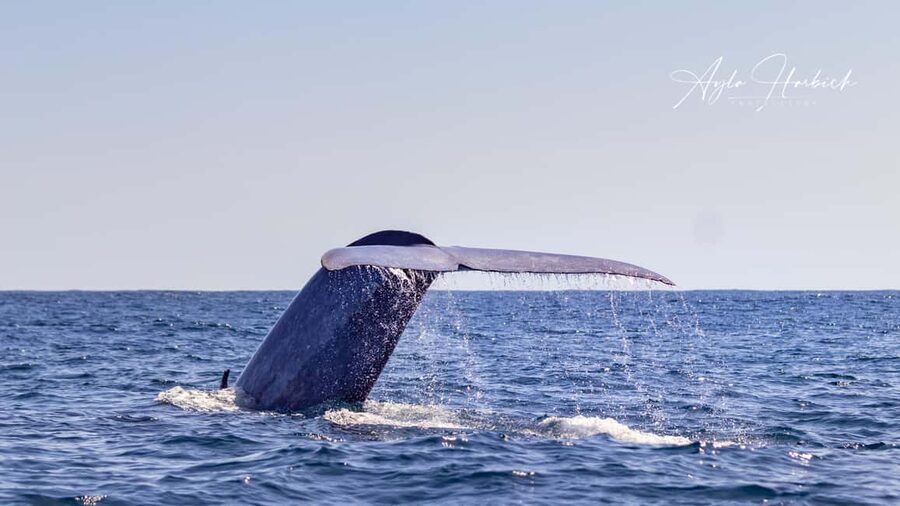 São Miguel Azores: Half-Day Whale Watching Trip - Who should book this trip?