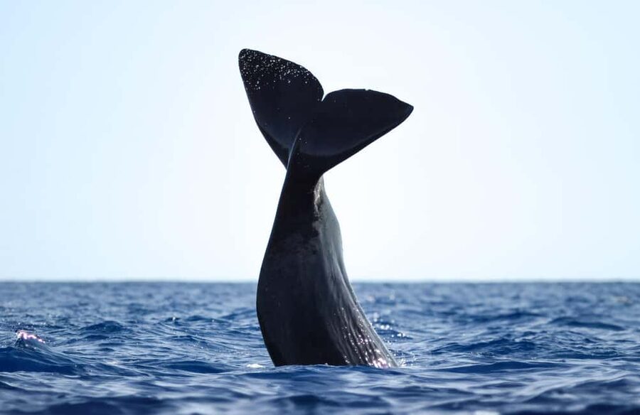 São Miguel Azores: Half-Day Whale Watching Trip - Meeting the crew and getting ready