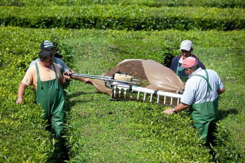 São Miguel: Furnas Volcano & Tea Plantation Tour & Lunch - Timing, clothing, and comfort