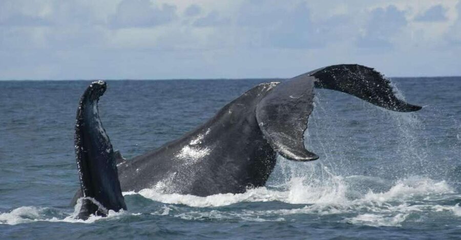São Miguel: Whales & Volcano Full-Day Tour with Lunch - A morning start from Ponta Delgada