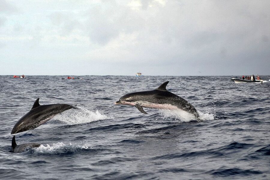 São Miguel: Whales & Volcano Full-Day Tour with Lunch - Weather, cancellations, and practical planning