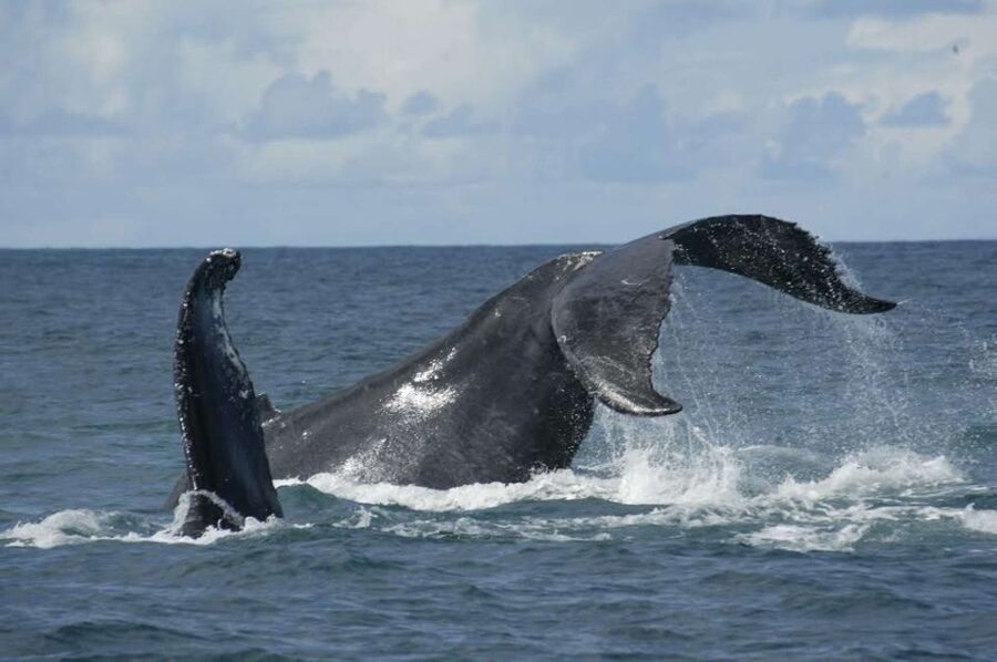 São Miguel: Whales & Volcano Full-Day Tour with Lunch - Three hours searching São Miguel’s waters