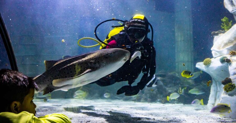 SEA LIFE Porto Full-Day Entrance Ticket - Penguin Island adds a newer reason to visit