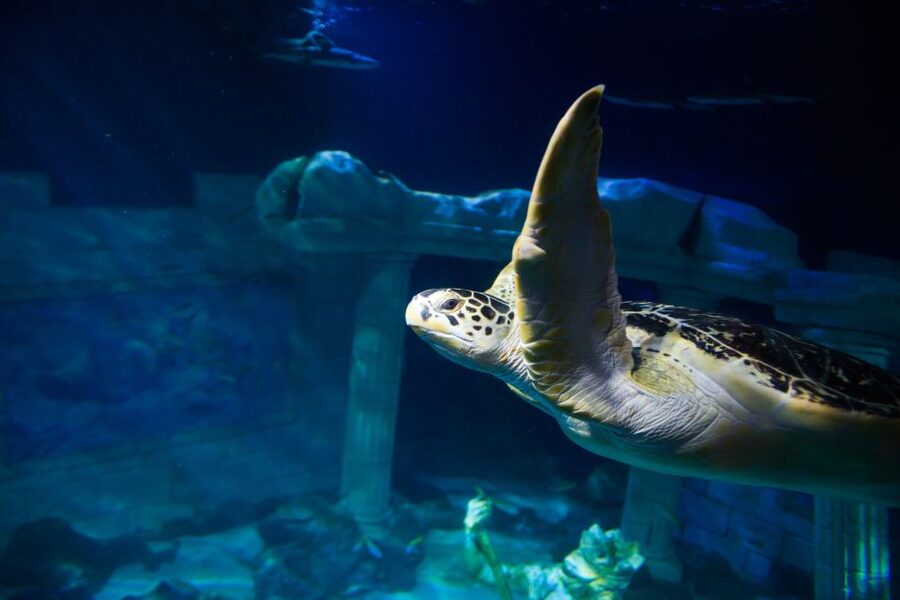 SEA LIFE Porto Full-Day Entrance Ticket - Free talks and feeding demonstrations improve the visit