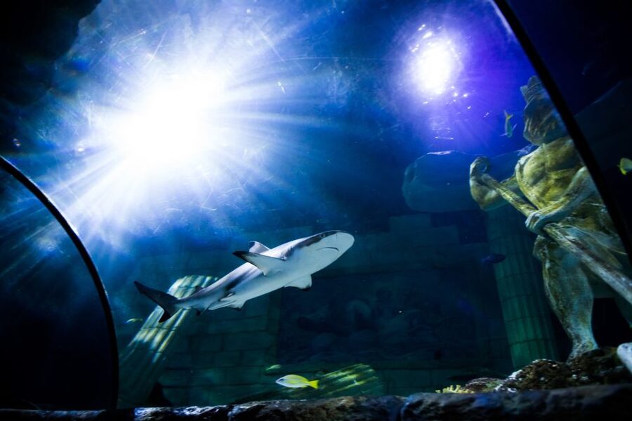 SEA LIFE Porto Full-Day Entrance Ticket - Take a break at the café and Atlantic balcony