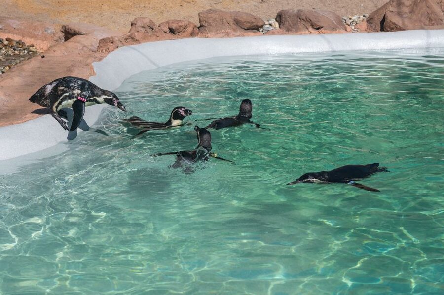 SEA LIFE Porto Full-Day Entrance Ticket - Getting there and planning your timing