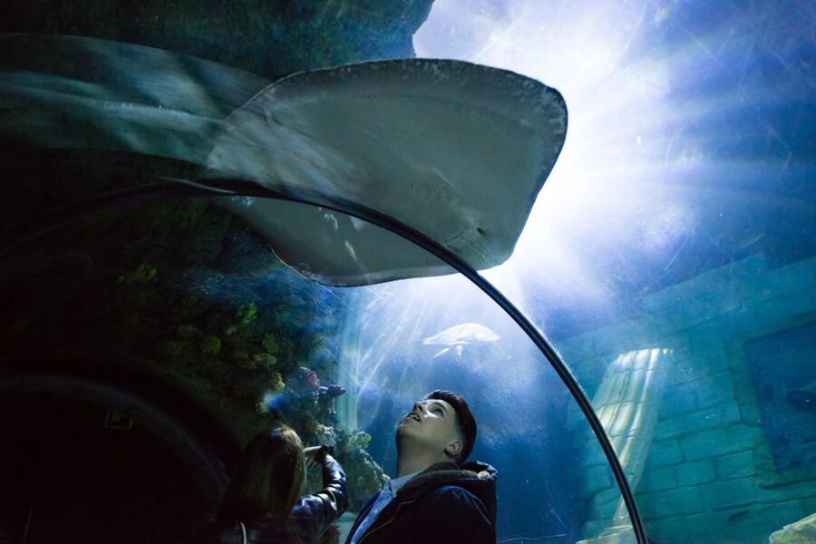SEA LIFE Porto Full-Day Entrance Ticket - A compact route through sharks, turtles, and rockpools