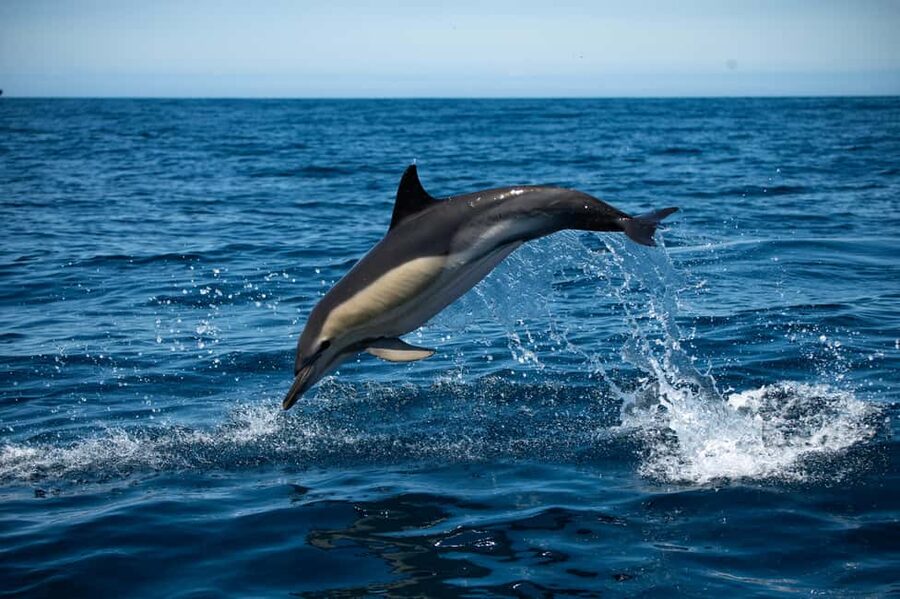 Sesimbra: Arrábida Dolphin Watching Boat Tour with Biologist - Key points to know before you book