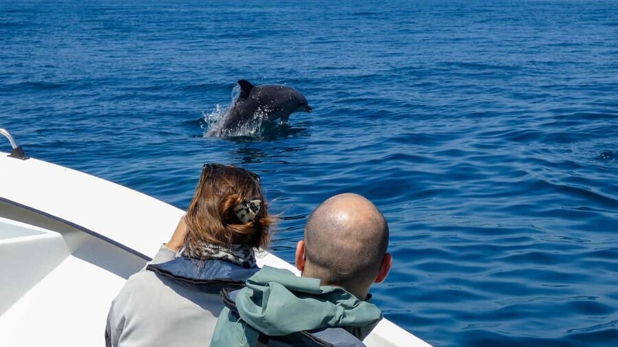 Sesimbra: Arrábida Dolphin Watching Boat Tour with Biologist - What the $63 price includes