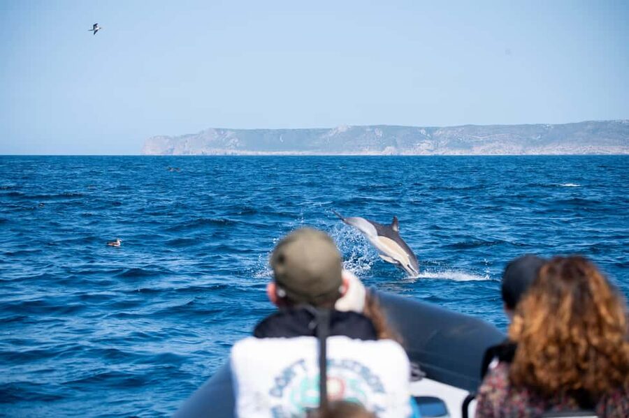 Sesimbra: Arrábida Dolphin Watching Boat Tour with Biologist - Why this Sesimbra dolphin tour is worth considering
