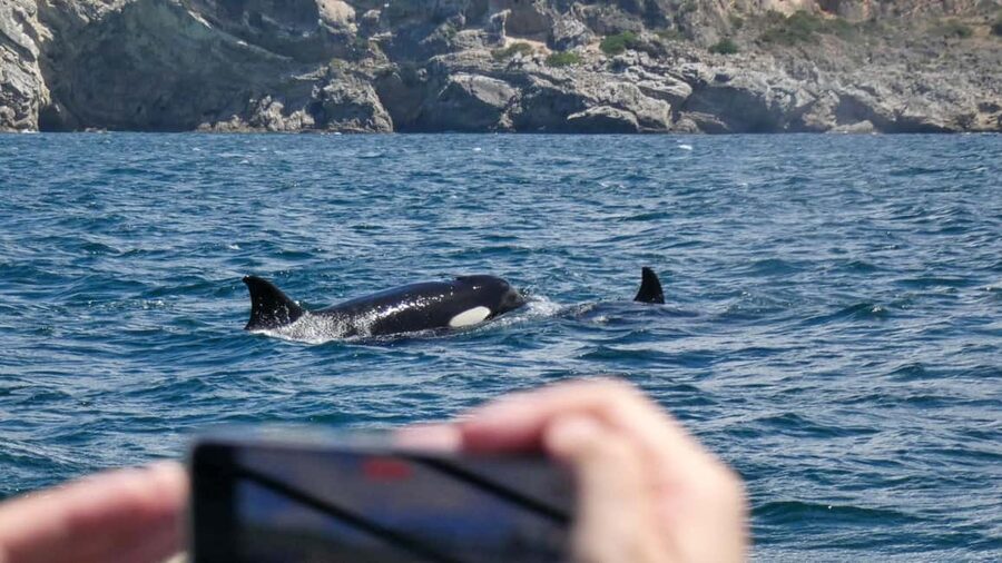 Sesimbra: Arrábida Dolphin Watching Boat Tour with Biologist - The 30-minute Sesimbra start and safety briefing