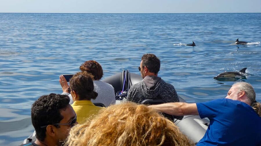 Sesimbra: Arrábida Dolphin Watching Boat Tour with Biologist - What the marine biologist adds