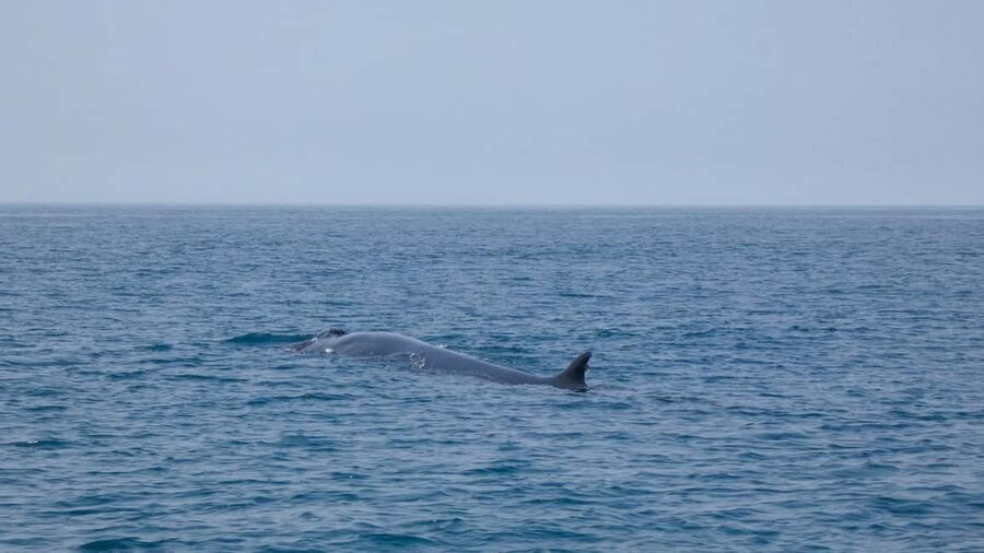 Sesimbra: Arrábida Dolphin Watching Boat Tour with Biologist - The final 20 minutes back to Sesimbra