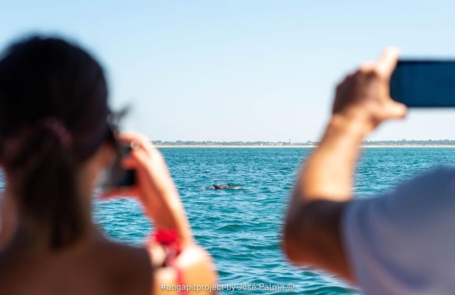 Setúbal: Dolphin-Watching Boat Tour - Key points to know before booking