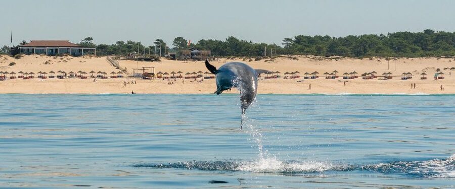 Setúbal: Dolphin-Watching Boat Tour - The Sado mouth and its small islands
