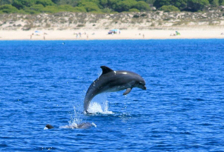 Setúbal: Dolphin-Watching Boat Tour - What you may see beside the boat