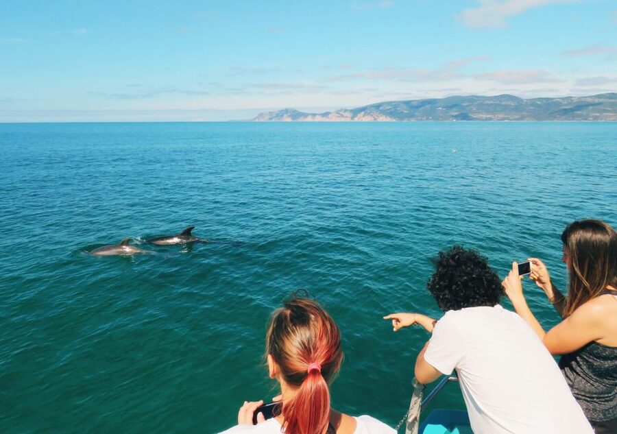 Setúbal: Dolphin Watching Tour - Who will enjoy this most