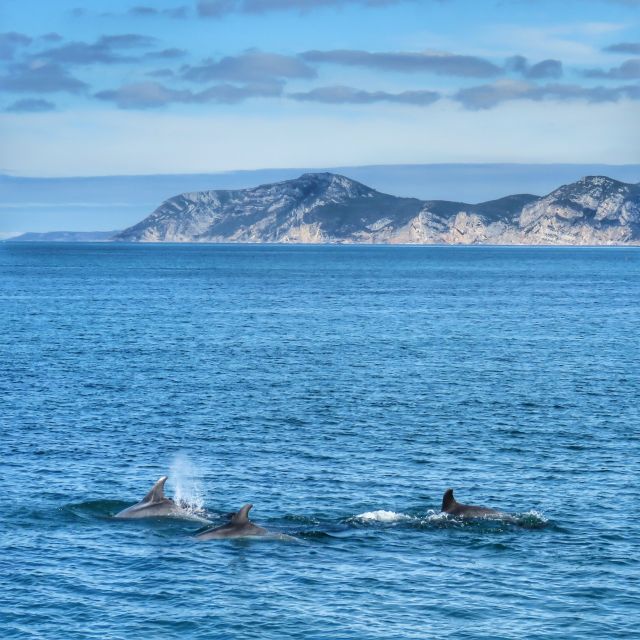 Setúbal: Dolphin Watching Tour - From the yellow clock tower to the outer dock