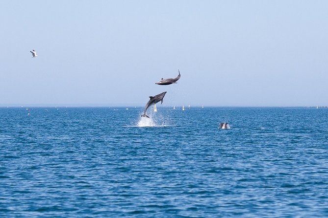 Small Group Dolphin and Wildlife Watching Tour in Faro - What the RIB ride is really like