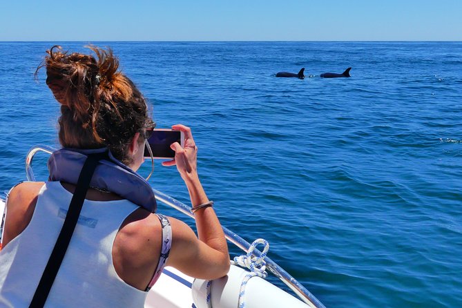 Small Group Dolphin and Wildlife Watching Tour in Faro - More than dolphins: whales, turtles, and sunfish