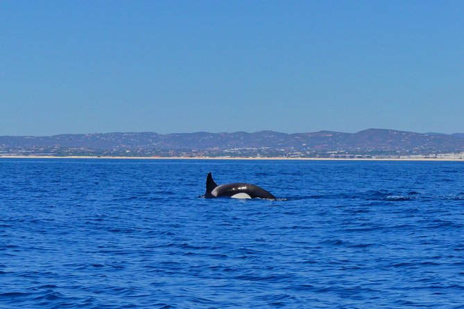 Small Group Dolphin and Wildlife Watching Tour in Faro - Why the marine biology team matters