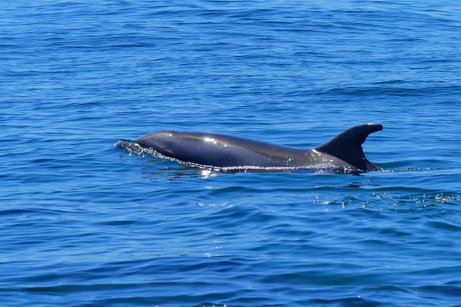 Small Group Dolphin and Wildlife Watching Tour in Faro - Who should book this Faro dolphin tour?