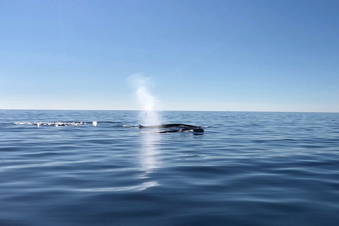 Small Group Dolphin and Wildlife Watching Tour in Faro - Booking timing and cancellation flexibility