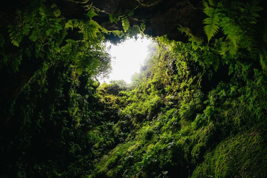 Terceira: Algar do Carvão Lava Caves Tour - The guides are a major part of the value