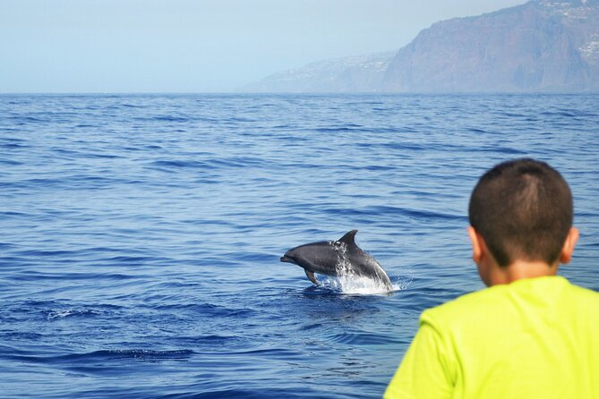 VipDolphins Luxury Whale Watching - What the three hours feel like